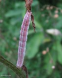 Cucullia moth caterpillar (<em>Cucullia postera</em>)