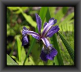 Blue flag iris (<em>Iris versicolor</em>)