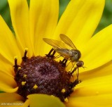 Bee fly (<em>Geron calvus</em>)