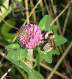 Golden northern bumble bee (<em>Bombus fervidus</em>)
