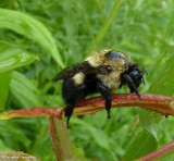 Bumble bee (<em>Bombus griseocollis</em>)