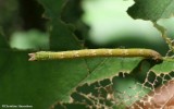 Pistachio emerald moth caterpillar  (<em>Hethemia pistasciaria</em>), #7084