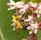 Perplexing bumble bee (<em>Bombus perplexus</em>)