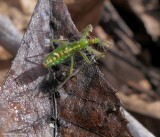 Assassin bug (<em>Zelus luridus</em>), nymph