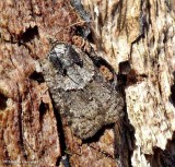 Tortricid moth (<em>Acleris</em> sp.)