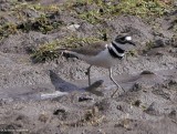 Killdeer