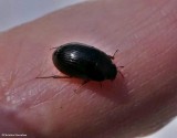Water scavenger beetle (<em>Hydrobius</em>)