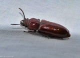 Pole borer beetle (<em>Neandra brunnea</em>)