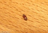 Tobacco beetle (<em>Lasioderma serricorne</em>)