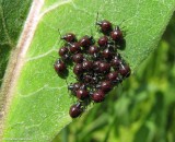 Brown marmorated stinkbug nymphs (Halyomorpha halys)