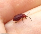 Cherry leaf beetle (<em>Tricholochmaea cavicollis</em>)