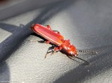Red flat bark beetle  (<em>Cucujus clavipes</em>)