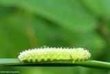 Sawfly larva (Subfamily Blennocampinae)
