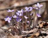 Sharp-lobed hepatica  (<em>Anemone acutiloba</em>)