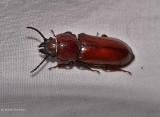 Pole borer beetle (<em>Neandra brunnea</em>)