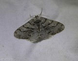 The half-wing moth (<em>Phigalia titea</em>), #6658