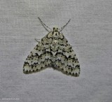 The scribbler moth  (<em>Cladara atroliturata</em>), #7639