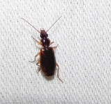 Ground beetle (<em>Cymindis limbata</em>)