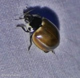Streaked lady beetle (<em>Myzia pullata</em>)