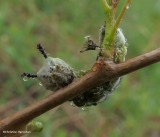 Viceroy butterfly larva (Limenitis archippus)