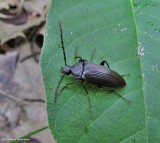 Comb-clawed beetle (<em>Capnochroa fuliginosa</em>)