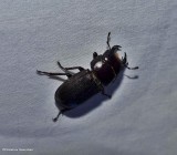 Antelope beetle (<em>Dorcus parallelus</em>), male