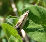 Leafroller moth (<em>Eucosma</em> sp.)