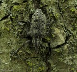 New York weevil (Ithycerus noveboracensis)