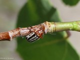 Case-bearing leaf beetle (<em>Pachybrachis bivittatus</em>)