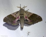 Modest sphinx  moth (<em>Pachysphinx modesta</em>), #7828