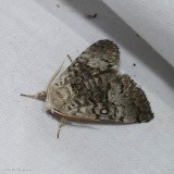 Close-banded yellowhorn moth (<em>Colocasia propinquilinea</em>), #9185