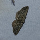 Brown bark carpet moth   (<em>Horisme intestinata</em>), #7445