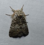 Close-banded yellowhorn moth (<em>Colocasia propinquilinea</em>), #9185
