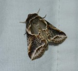 Lettered habrosyne moth (<em>Habrosyne scripta</em>), #6235