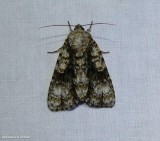 Splendid dagger moth (Acronicta superans), #9226