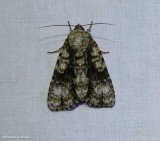 Splendid dagger moth (<em>Acronicta superans</em>), #9226 