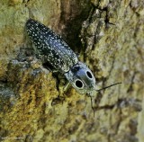 Eyed click beetle (<em>Alaus oculatus</em>)