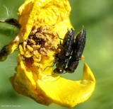 Metallic Wood-boring Beetles of Larose Forest (Family: Buprestidae)