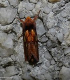 Putnams looper moth  (<em>)Plusia putnami</em>), #8950
