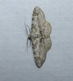 Bent-line gray moth (<em>Iridopsis larvaria</em>), #6588