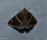 Short-lined chocolate moth (Argyrostrotis anilis), #8764