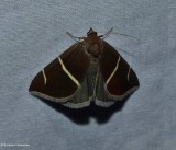 Short-lined chocolate moth   (<em>Argyrostrotis anilis</em>), #8764