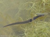 Leech (Macrobdella)