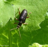 Aquatic leaf beetle (<em>Plateumaris shoemakeri</em>)