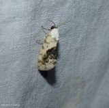 Small bird dropping moth (Ponometia erastrioides), #9095