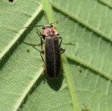 Soldier beetle (<em>Podabrus brevicollis</em>)
