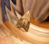Bee moth (<em>Aphomia sociella</em>), #5629
