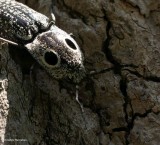 Eyed click beetle (Alaus oculatus)