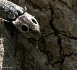 Eyed click beetle (<em>Alaus oculatus</em>)