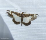 Common spring moth (<em>eliomata cycladata</em>), #6261